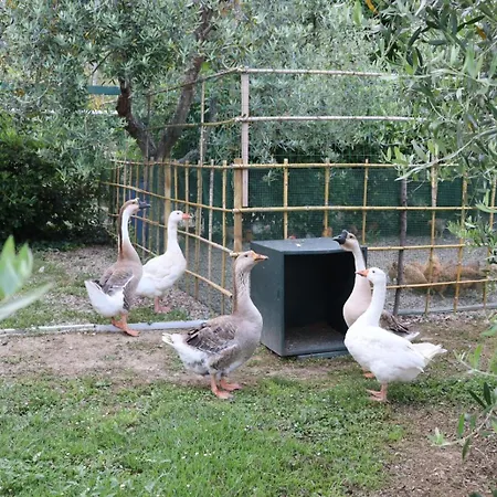 Cevoli Country Apartamento Lari