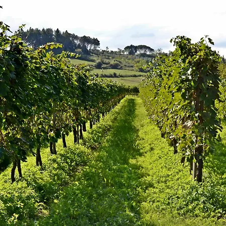 Cevoli Country