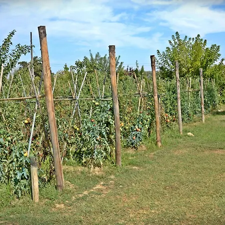 Cevoli Country * Lari